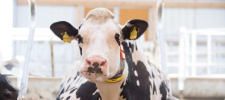 اهمیت مانیتورینگ فعالیت نشخوار در گاوهای شیری