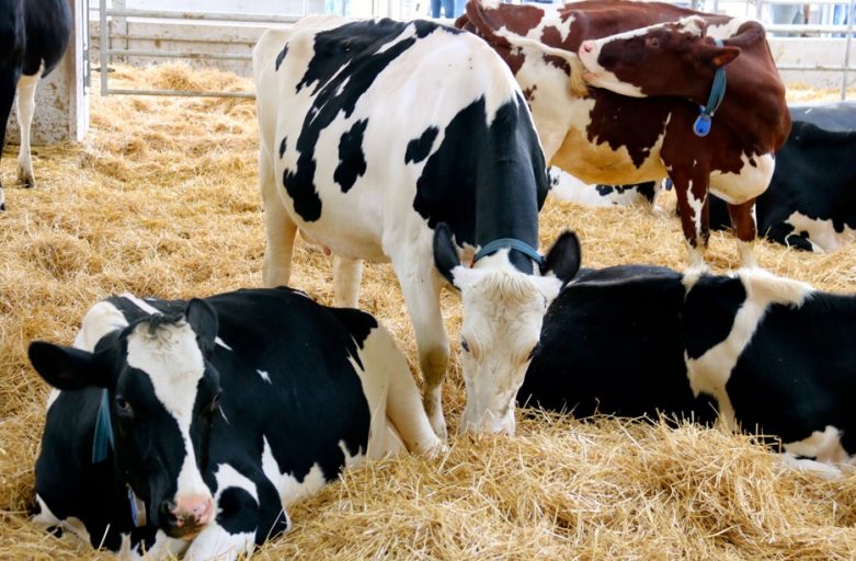 اهمیت دوره خشکی برای گاوهای شیری
