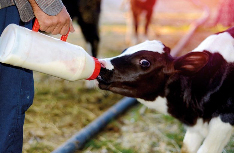 عوامل موثر بر کیفیت آغوز در گاوهای شیری